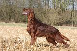 SETTER IRLANDAIS 400